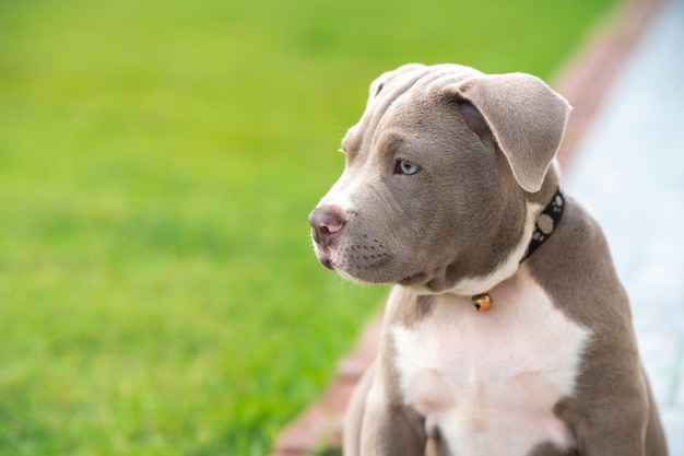 American Bully Puppy Dog, Pet śmieszne i słodkie