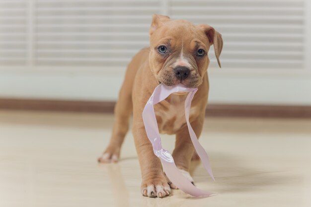 American Bully szczeniak ciekawie idzie do przodu