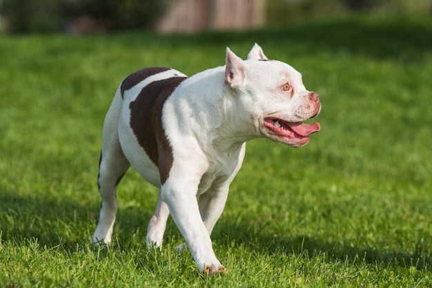 American Bully Szczeniak W Ruchu Na Trawie