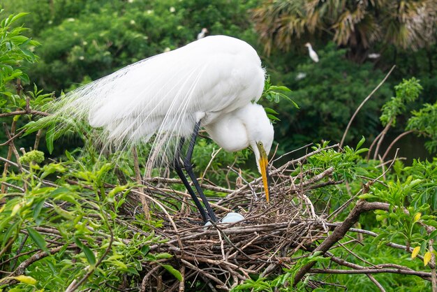 American egret na następnym strzeżenie niebieskie jaja