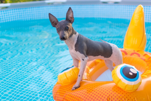 American Hairless Terrier Pies Korzystających Latem W Basenie. Miejsce Na Tekst. Selektywne Skupienie Na Oczach Psa.