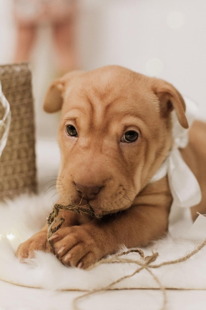 American Pit Bull Terrier Mały szczeniak z kokardą Noworoczne strzelanie z psem