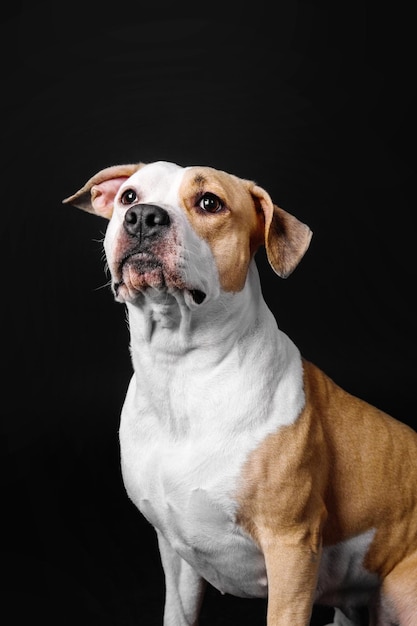 American Staffordshire Terrier pies na białym tle na czarnym tle