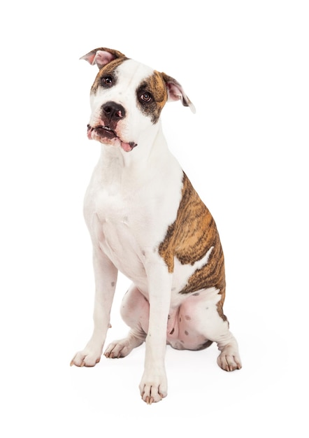 American Staffordshire Terrier pies siedzi