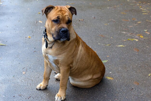 American Staffordshire Terrier Portret z bliska