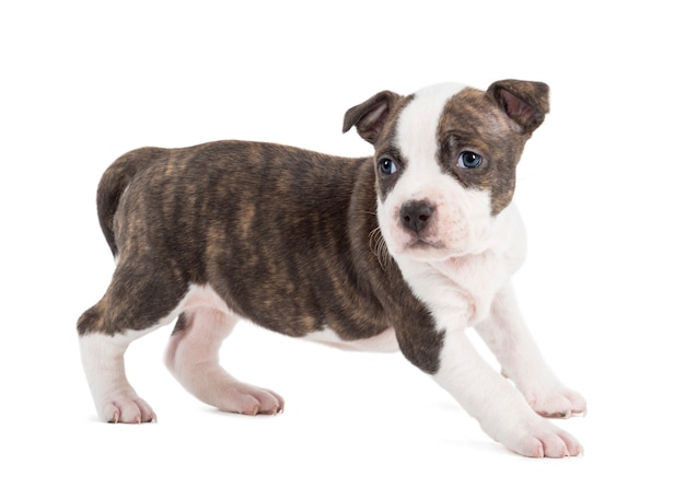 American Staffordshire Terrier Puppy