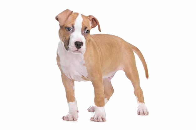 American Staffordshire Terrier Puppy