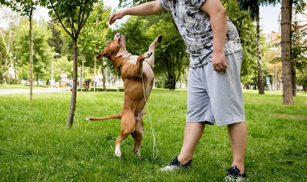 American Staffordshire terrier w parku