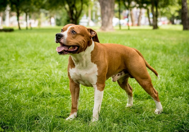 American Staffordshire Terrier W Parku