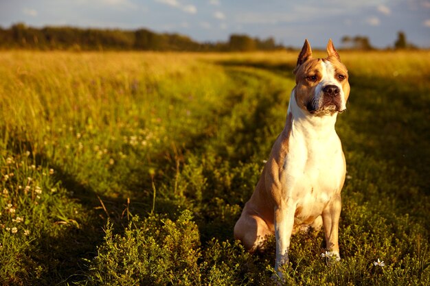 American Staffordshire Terrier W Przyrodzie Latem. Zdjęcie Wysokiej Jakości