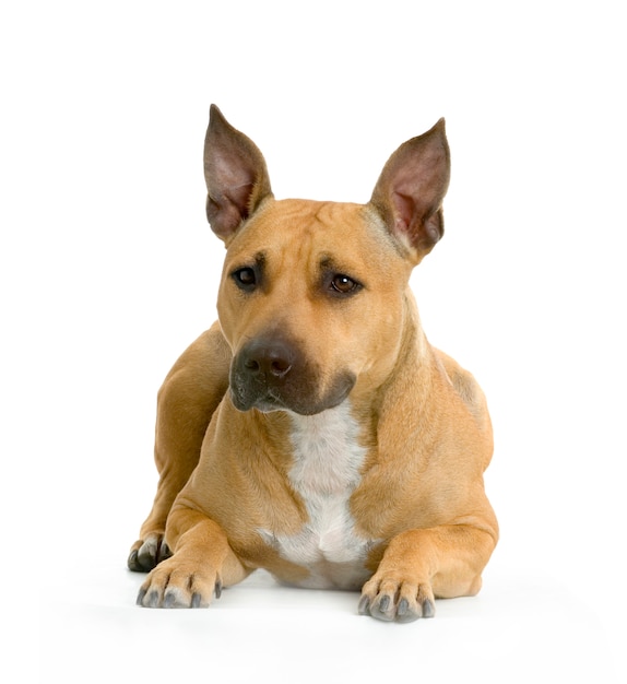 American Staffordshire terrier