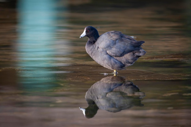 Amerykańska łyska Fulica Americana Znana Również Jako Błotna Kura Lub Pouldeau