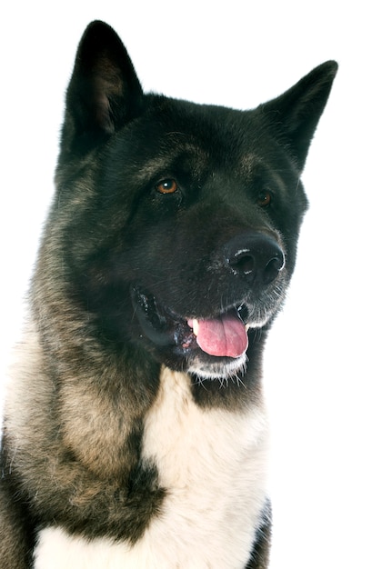 amerykański akita