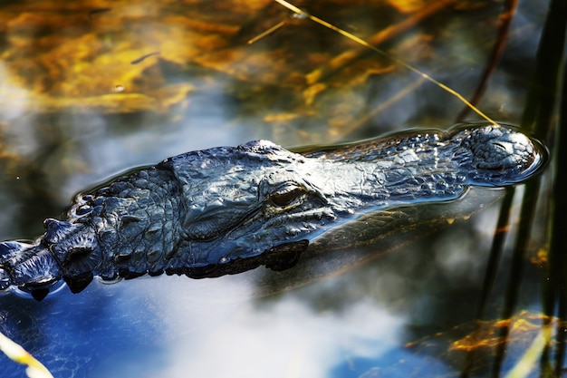 Zdjęcie amerykański aligator pływający w everglades z kolorowym odbiciem w wodnym parku narodowym dzikiej przyrody