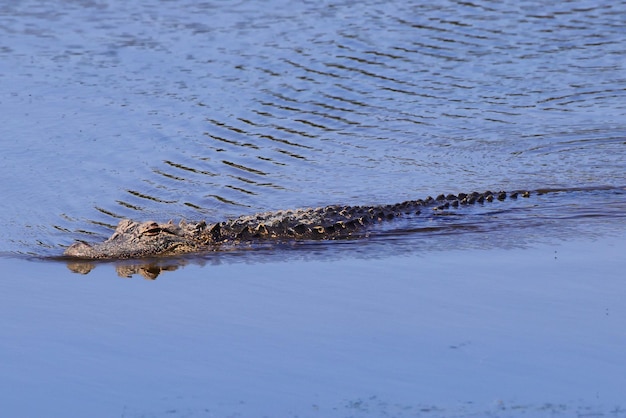 Amerykański aligator w rzece, Alligator mississippiensis.