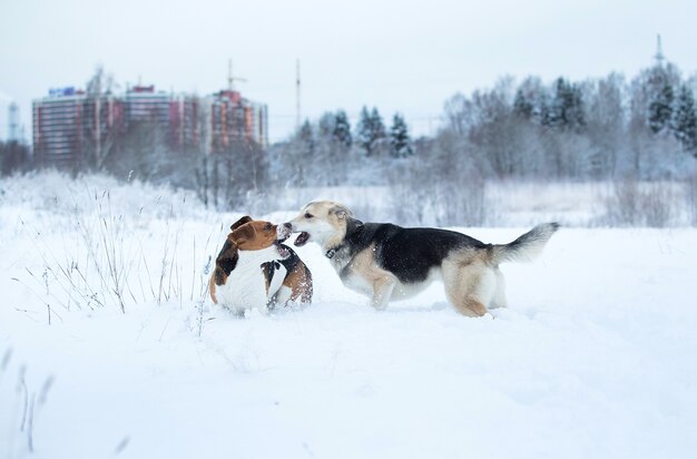 Amerykański Beagle I Owczarki Rasy Mieszanej Bawiące Się I Gryzące Się Na łące Zimą