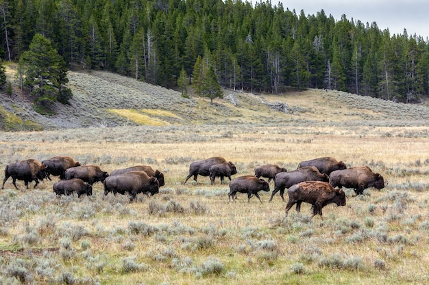 Amerykański Bizon (bison Bison) Wędrujący Po Yeloowstone