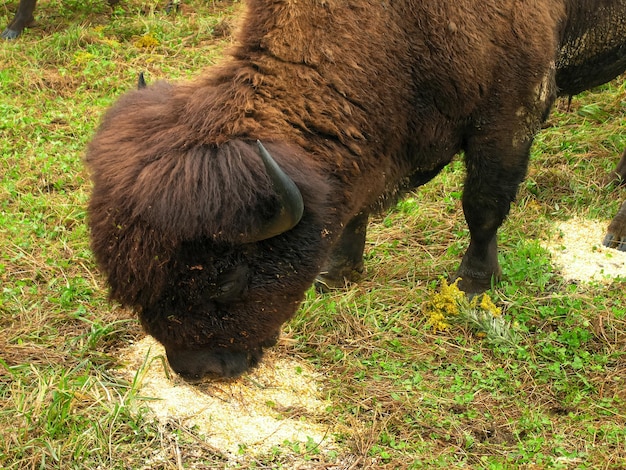 Zdjęcie amerykański brązowy bizon jedzący siana na trawiastym polu futro bizona jest gęste i szorstkie, a rogi duże i zakrzywione zdjęcie pokazuje znaczenie siana w dostarczaniu bizonowi pożywienia