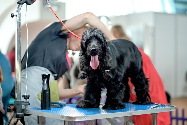 Amerykański cocker spaniel podczas strzyżenia na stole do pielęgnacji