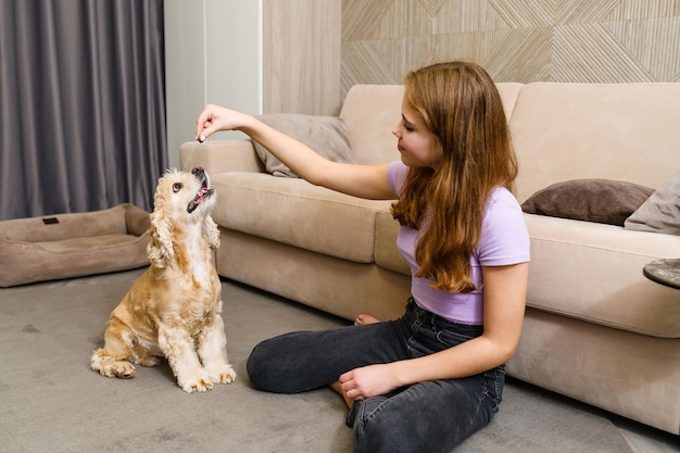 Amerykański cocker spaniel posłusznie siedzi i patrzy na smakołyk w dłoni