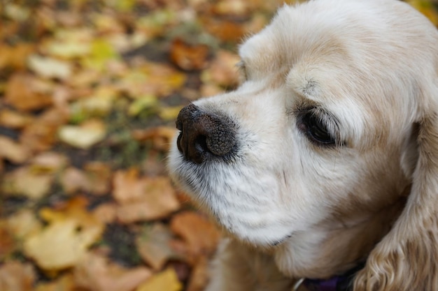 Amerykański cocker spaniel w parku na świeżym powietrzu wśród wielu opadłych liści Zbliżenie