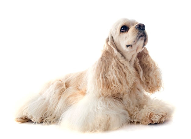 Amerykański Cocker Spaniel