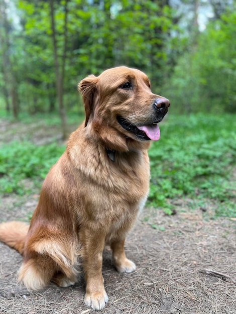 amerykański czerwony golden retriever siedzi z wystawionym językiem w zielonym lesie