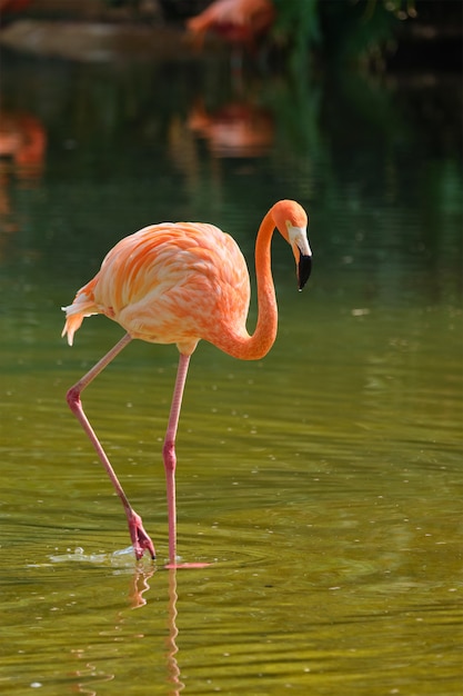 Amerykański flaming Phoenicopterus ruber ptak