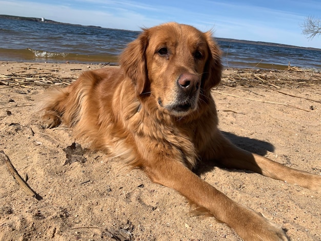 Amerykański golden retriever po raz pierwszy zobaczył morze i leży na plaży w słońcu