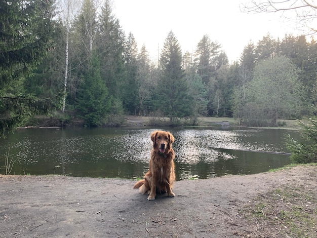 amerykański golden retriever siedzi na brzegu leśnego jeziora przy pochmurnej pogodzie