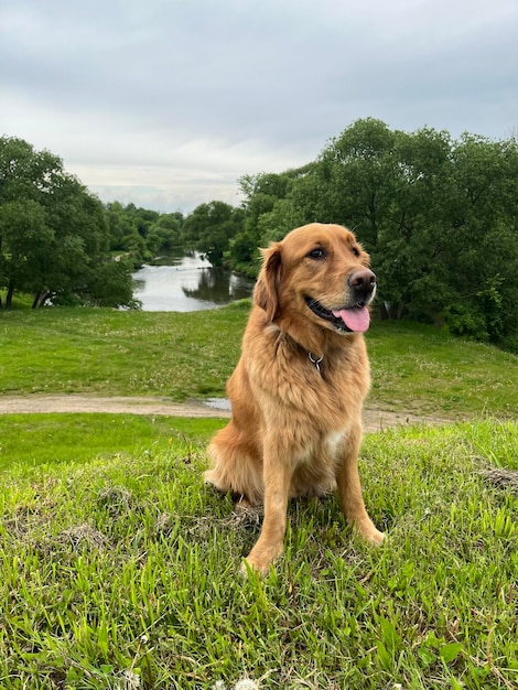 amerykański golden retriever siedzi na wzgórzu, a za nim rzeka