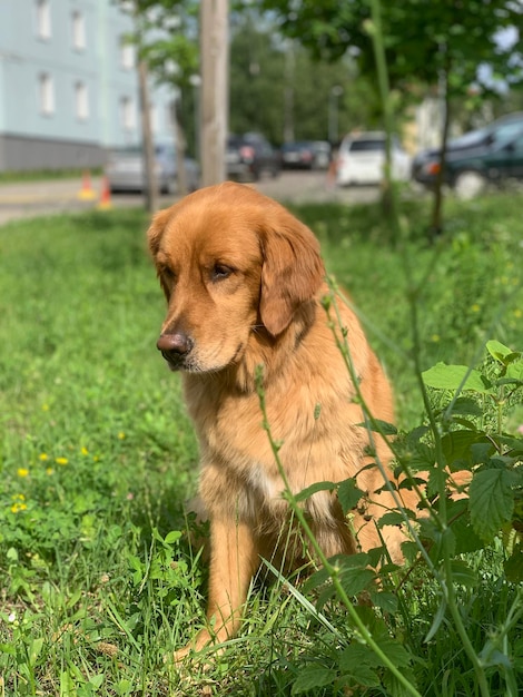 Amerykański Golden Retriever wygląda zza krzaka