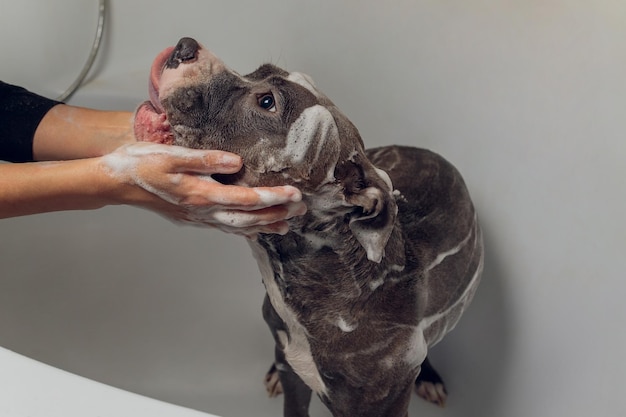 Amerykański łobuz w kąpieli pitbull pies sprzątający pies mokry kąpiel