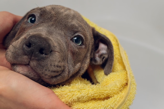 Amerykański łobuz w kąpieli pitbull pies sprzątający pies zmoczył żółty ręcznik do kąpieli