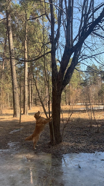 Amerykański pies rasy golden retriever próbujący wskoczyć na drzewo w poszukiwaniu wiewiórki na tylnych łapach