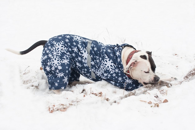 Amerykański Pies Staffy Bawiące Się W Zimie