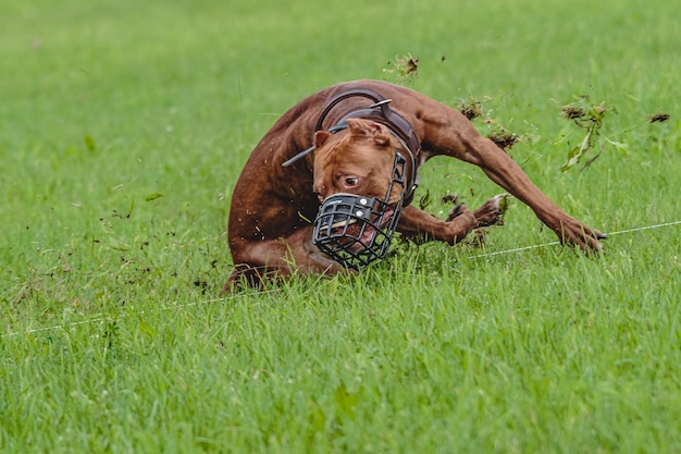 Amerykański Pit Bull biegający w terenie