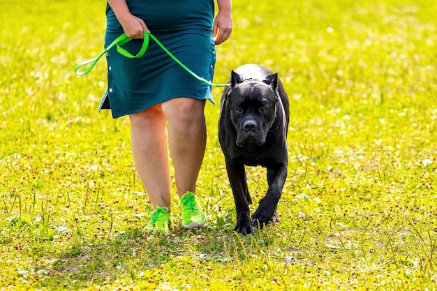 Amerykański Pit Bull Terrier z czarnym futerkiem. Kobieta prowadzi na smyczy dużego agresywnego psa