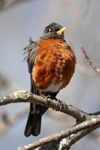 Amerykański robin na gałęzi