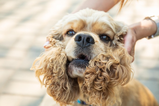 Amerykański spaniel koncepcja zwierzaka i najlepszego przyjaciela psa