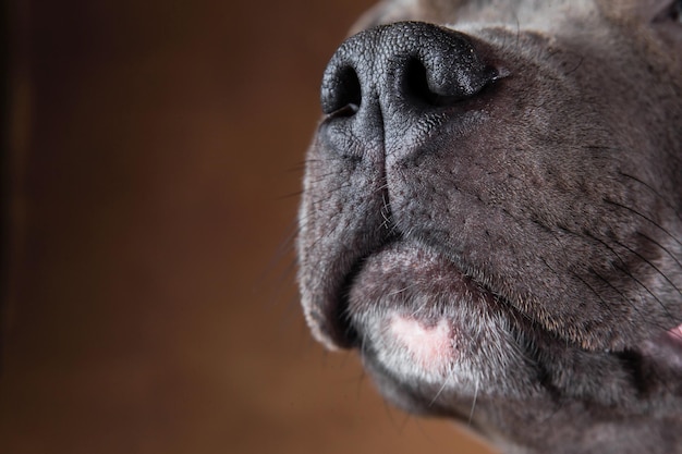 Amerykański staffordshire terrier na brązowym tle w studio