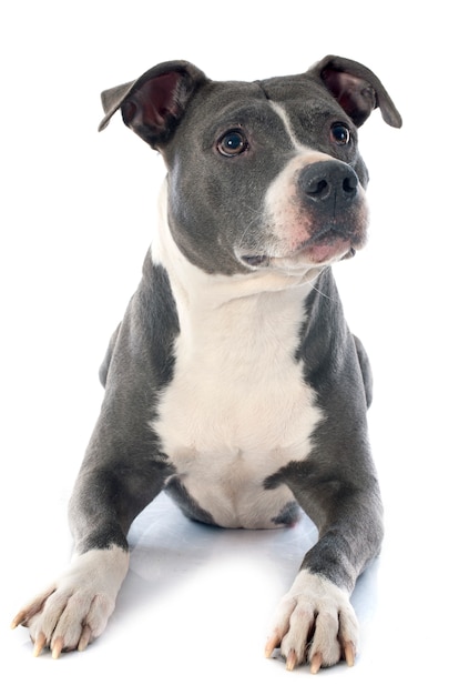 Amerykański Staffordshire Terrier