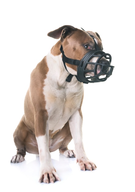 amerykański staffordshire terrier