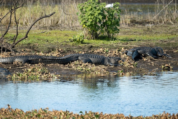 Amerykańskie aligatory cieszące się upałem słońca na brzegu jeziora na Florydzie