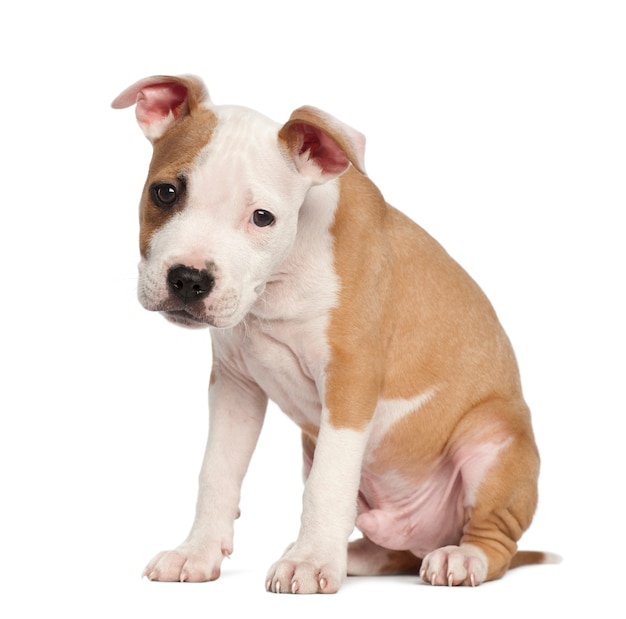 Amerykańskiego Staffordshire Terrier szczeniak, siedzi przeciw białemu tłu