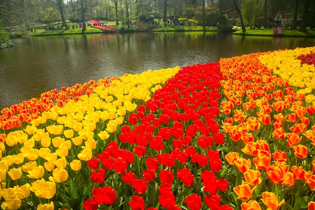 Amsterdam, Holandia-20 Kwietnia 2017: Tulipany Kwiat Farmy Keukenhof. Sezon Wiosenny W Amsterdamie W Holandii.