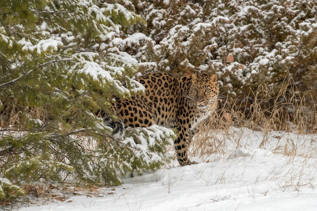 Amur Leopard poruszający się między wiecznie zielonymi w zimowy zimowy dzień na śniegu