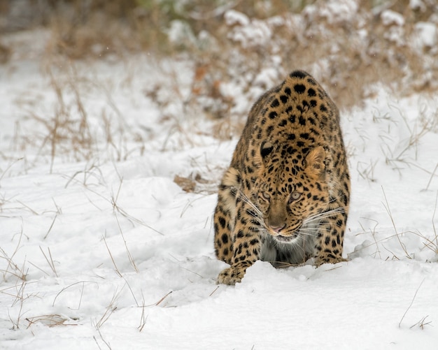 Amur Leopard zgarbiony w śniegu w zimie podczas opadów śniegu