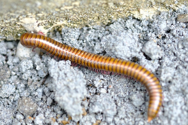 Anadenobolus monilicornis to stonoga z żółtymi paskami lub stonoga trzmieli, Rhinocricidae.