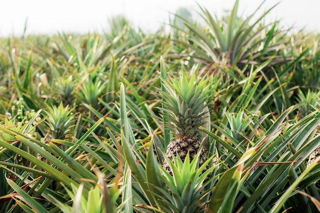 Ananas na drzewie ze światłem słonecznym w gospodarstwie na niebie.